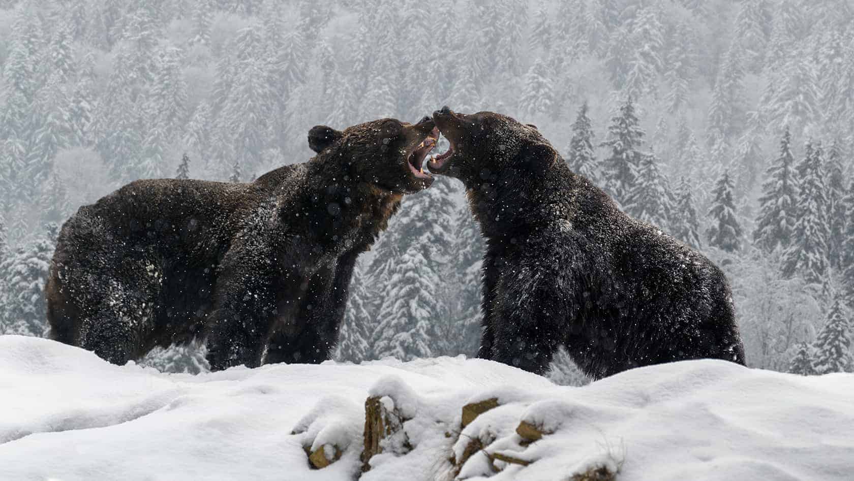 close up two angry brown bear fight in winter forest